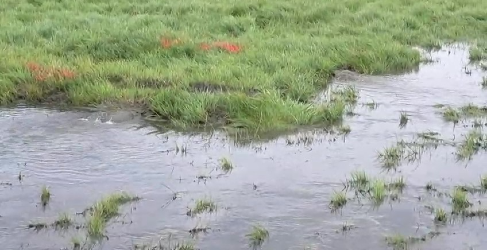 There may be several bursts on the damaged pipe Stevenston Rising Sewer Main Burst