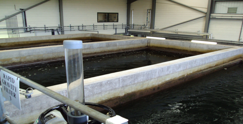 Picketlaw Water Treatment Works