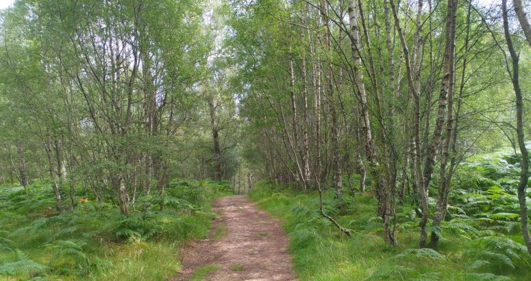 Craigellachie National Nature Reserve path