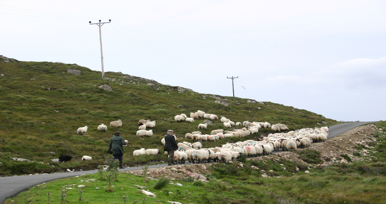 Huisinis Flock