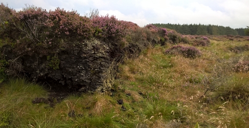 Peat Bog Restoration Heather Bank Peat Bog Restoration