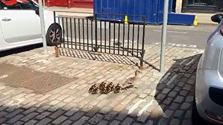 Duck Family on George Street