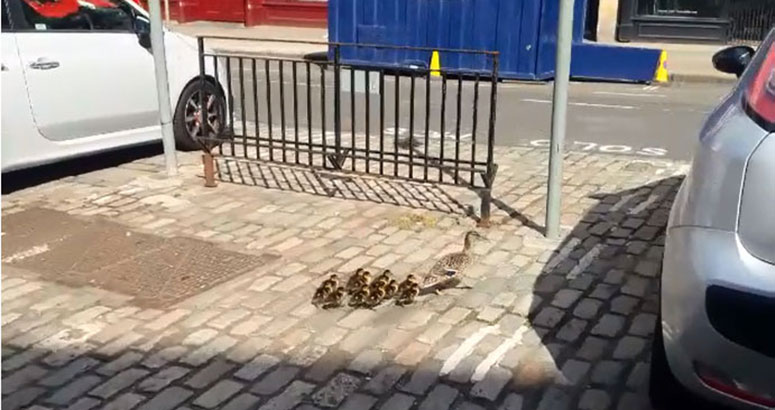 Duck Family on George Street