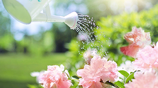 using a watering can for gardens