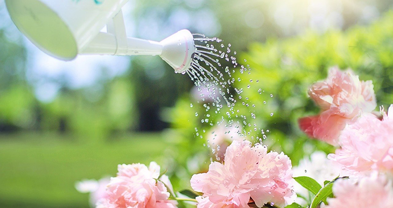 using a watering can in the garden