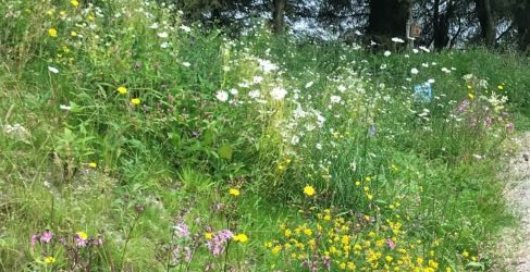 Wildflowers are now in full bloom at the site