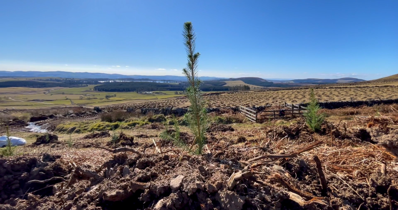 A sapling on the hillside close to Lintrathen Reservoir 