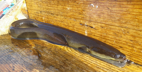 Eel in a wooden box
