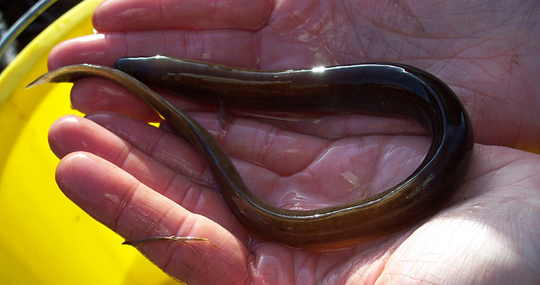 hand holding an eel