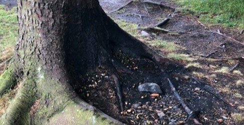 fire damaged tree