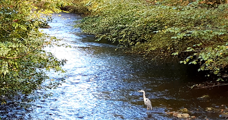 A river with trees and a heron