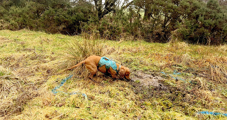 dog detective Milo on the hunt for hidden leaks in rural woodland