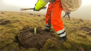 man in hi viz planting a tree sapling