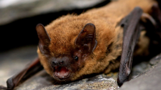 A pipistrelle bat