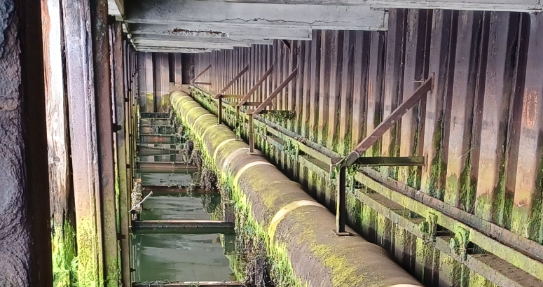 The sewer pipe runs underneath Thurso pier