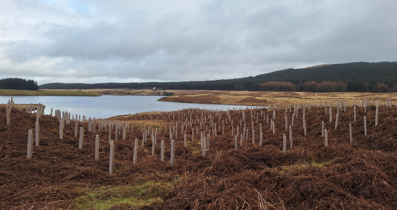 Thousands of trees planted at Glengavel Reservoir