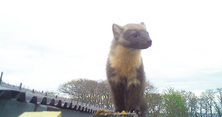 A pine marten on a Scottish Water site