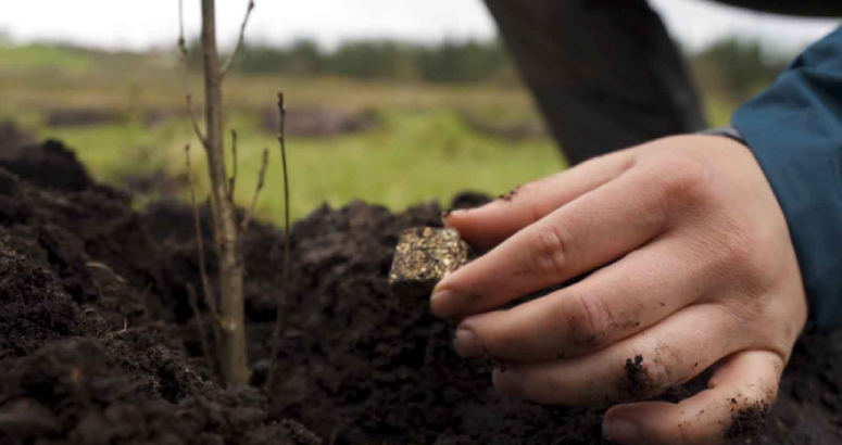 Rhizopellets are planted alongside samplings