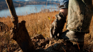 Tree planting
