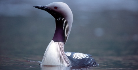 A Black Throated Diver