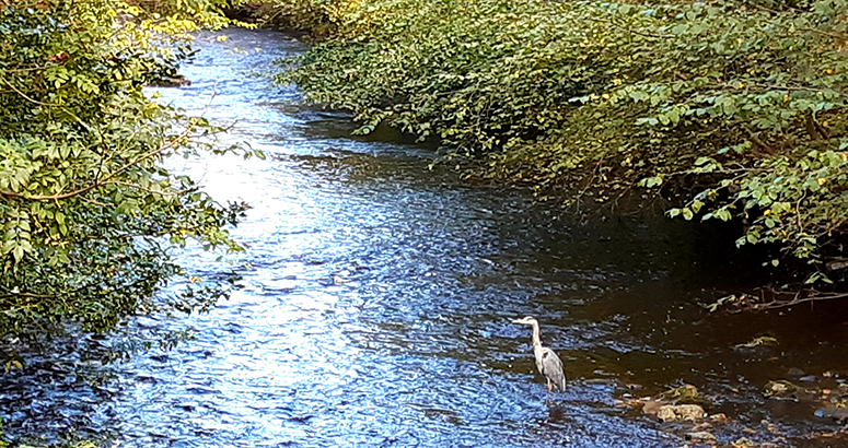 Water of Leith