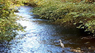 A river with trees and a heron
